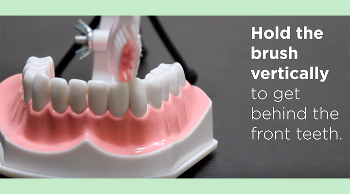 Hold the brush vertically to get behind the front teeth